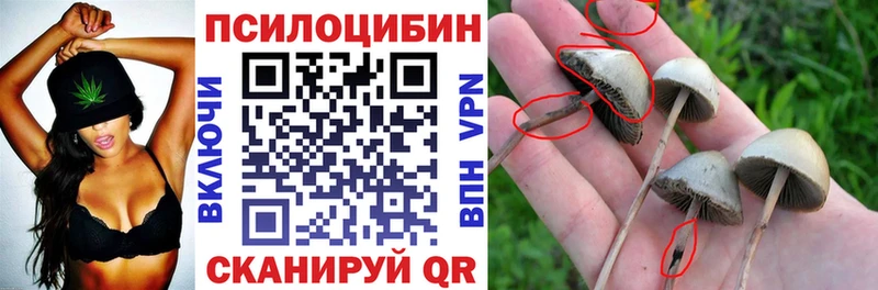 ссылка на мегу ТОР  Берёзовка  Псилоцибиновые грибы Psilocybine cubensis 